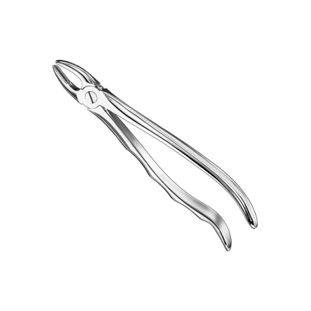 Extracting forceps, anat.